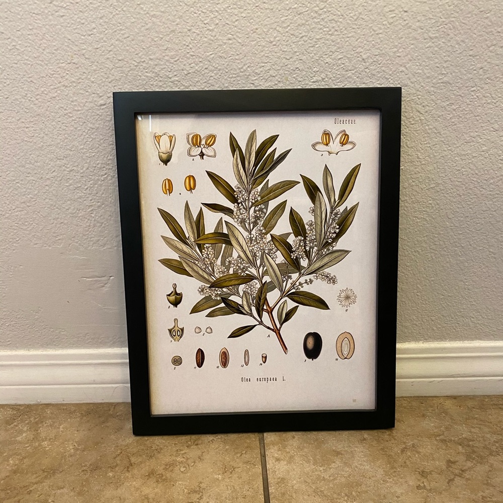 Kitchen wall picture of Olives